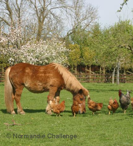 domaine equestre normandie