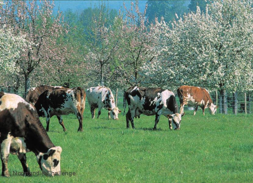 champ de vaches