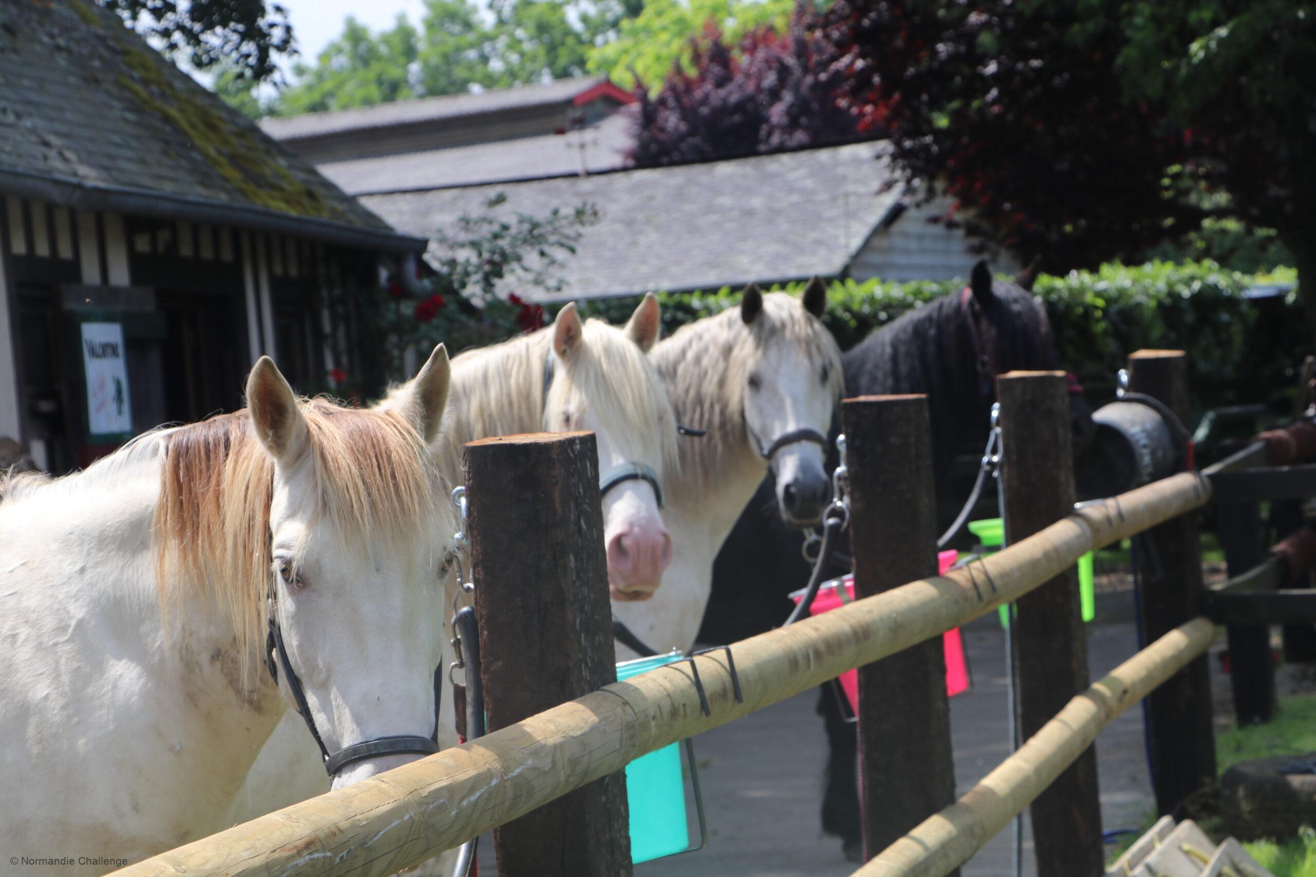 Chevaux Normandie Challenge